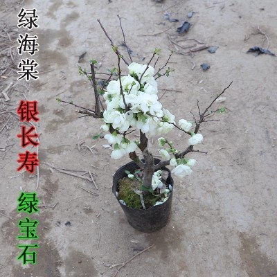 山东老王 重掰绿海棠银长寿海棠花盆栽花卉绿宝石带花苞对版真苗图3