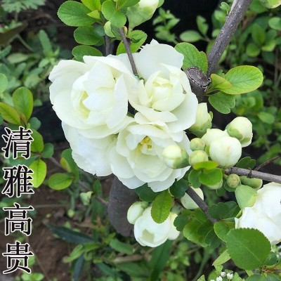 山东老王 重掰绿海棠银长寿海棠花盆栽花卉绿宝石带花苞对版真苗图4