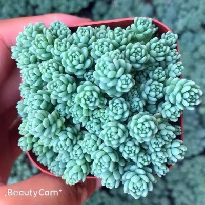 旋叶姬星美人多肉植物盆栽花卉绿植室内好养易活懒人花精品肉肉图3