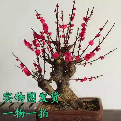 原生骨丽红梅花一物一拍实物图发货老桩盆景拍照选择浓香型包活图2