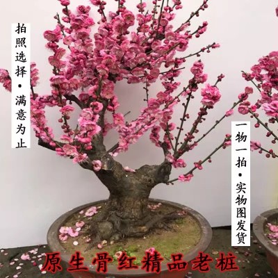原生骨丽红梅花一物一拍实物图发货老桩盆景拍照选择浓香型包活图3