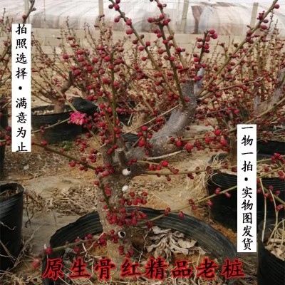 原生骨丽红梅花一物一拍实物图发货老桩盆景拍照选择浓香型包活图4