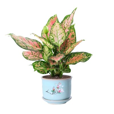 如意皇后花盆栽吉利红桌面植物室内绿植花卉好养四季玛丽安万年青图5