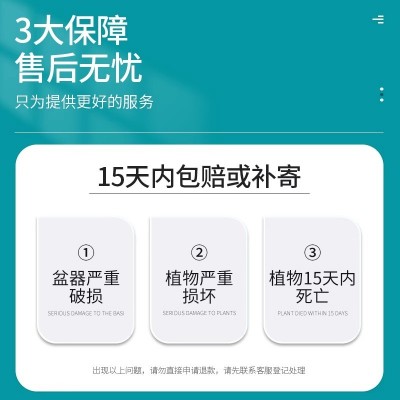 如意皇后花盆栽吉利红桌面植物室内绿植花卉好养四季玛丽安万年青图4