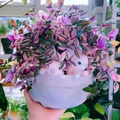 油画婚礼吊兰多肉盆栽超好养观叶植物四季花卉水培花卉水养图5