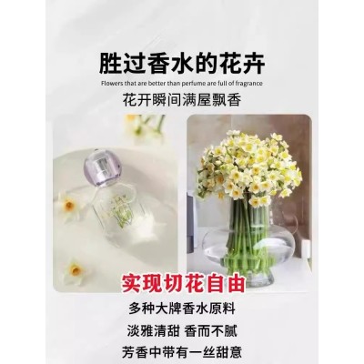 水仙花种球盆栽水养四季室内水培花卉植物洋水仙郁金香风信子种子图4