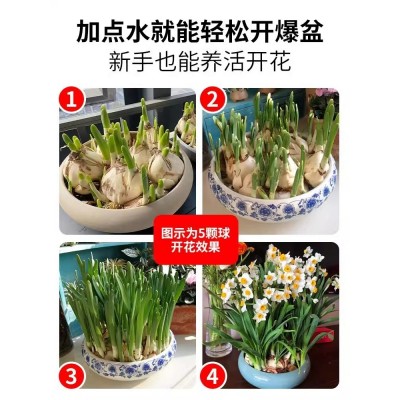 水仙花种球盆栽水养四季室内水培花卉植物洋水仙郁金香风信子种子图2