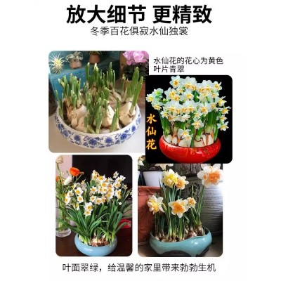 水仙花种球盆栽水养四季室内水培花卉植物洋水仙郁金香风信子种子图5