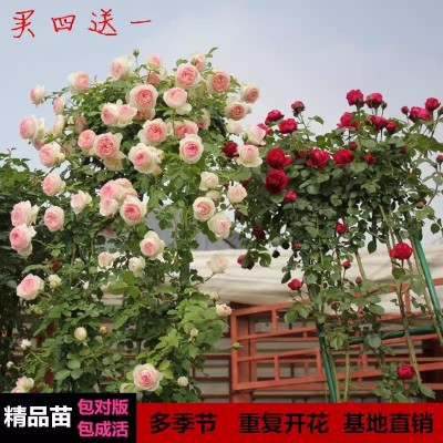 【1米6大苗】蔷薇花苗藤本月季特大花爬藤植物四季开花卉盆栽玫瑰图5