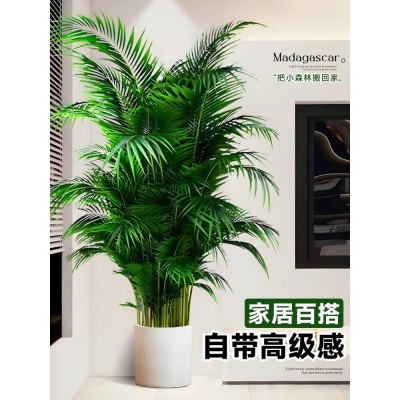 散尾葵植物盆栽客厅大型绿植室内办公室好养凤尾竹盆景天堂鸟花卉图3
