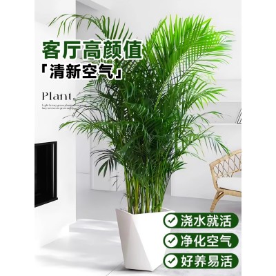 散尾葵植物盆栽客厅大型绿植室内办公室好养凤尾竹盆景天堂鸟花卉图2