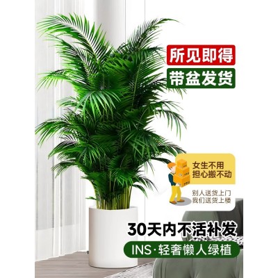 散尾葵植物盆栽客厅大型绿植室内办公室好养凤尾竹盆景天堂鸟花卉图4