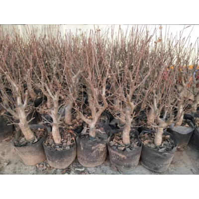 海棠花盆栽树苗盆景重瓣老桩庭院绿植物室内四季花卉开花好养易活图5