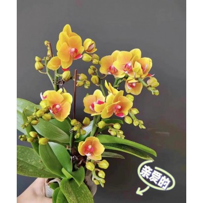 蝴蝶兰花苗带花剑带花苞盆栽兰花大苗客厅室内植物花卉四季好养活图3