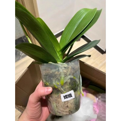 蝴蝶兰花苗带花剑带花苞盆栽兰花大苗客厅室内植物花卉四季好养活图2