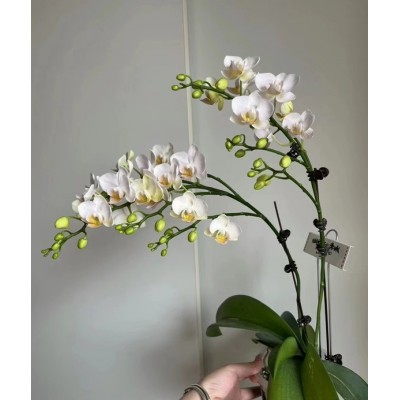 蝴蝶兰花苗带花剑带花苞盆栽兰花大苗客厅室内植物花卉四季好养活图5