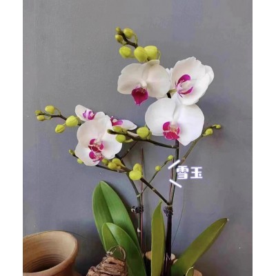 蝴蝶兰花苗带花剑带花苞盆栽兰花大苗客厅室内植物花卉四季好养活图4