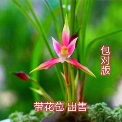 带花苞新品春寒浓香型室内办公阳台绿植好养易活耐寒耐热当年开花图3