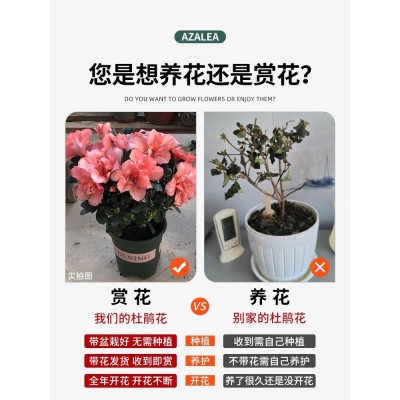 杜鹃花盆栽重瓣花卉植物室内四季开花鲜花带花苞树苗绿植好养易活图3