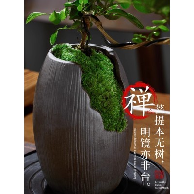 小叶飘枝九里香盆栽中式盆景绿植室内盆栽办公室桌面好养易活四季图2