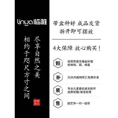 小叶飘枝九里香盆栽中式盆景绿植室内盆栽办公室桌面好养易活四季图4