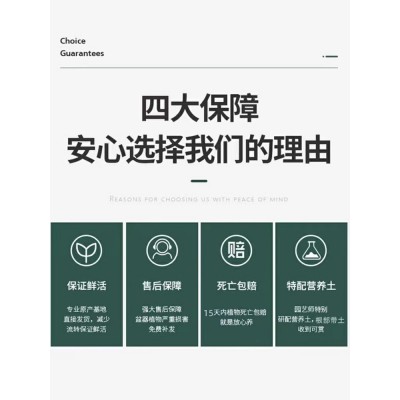 多色蟹爪兰花苗盆栽带花苞四季开花重瓣螃蟹抓莲好养易活室内花卉图4