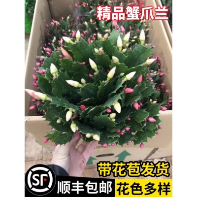 多色蟹爪兰花苗盆栽带花苞四季开花重瓣螃蟹抓莲好养易活室内花卉图5