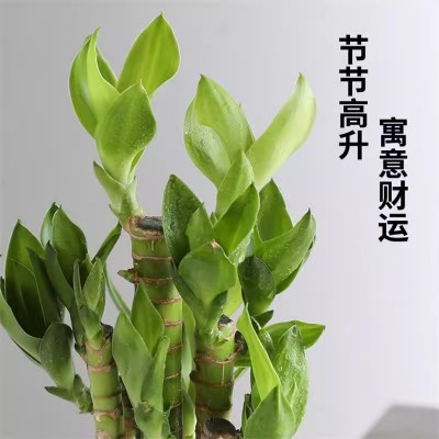 步步高节节高盆栽绿植花卉富贵竹室内客厅好养易活四季常青转运竹图3