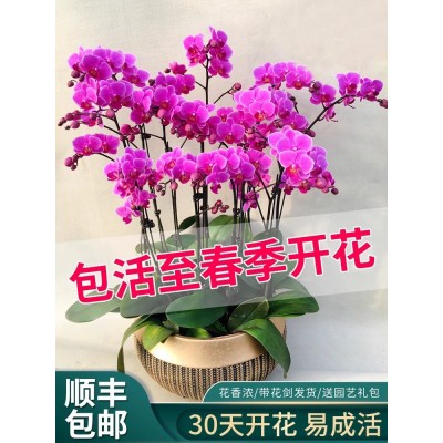 蝴蝶兰盆栽带花剑花苞兰花大苗四季开花室内桌面好养绿植花卉易活图3