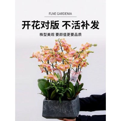 蝴蝶兰盆栽带花剑花苞兰花大苗四季开花室内桌面好养绿植花卉易活图2