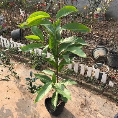 白玉兰鲜花朵树苗大型庭院植物玉兰花苗盆栽花卉室内外四季种易活图3