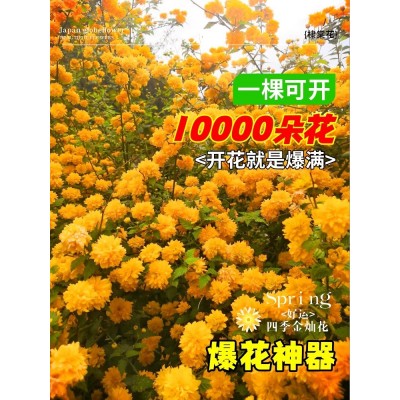重瓣棣棠花苗盆栽庭院室外爬藤植物耐寒耐热藤蔓攀援花卉四季开花图2