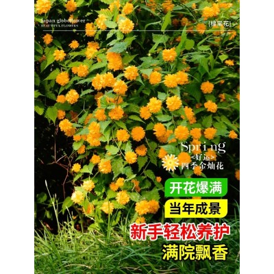 重瓣棣棠花苗盆栽庭院室外爬藤植物耐寒耐热藤蔓攀援花卉四季开花图4