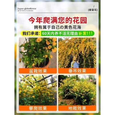 重瓣棣棠花苗盆栽庭院室外爬藤植物耐寒耐热藤蔓攀援花卉四季开花图5