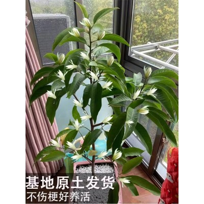 白兰花玉兰树苗花卉植物室内庭院绿植易活带花苞四季开黄角兰盆栽图3