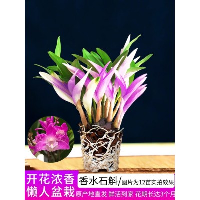 七彩香水石斛兰花四季开好养绿植浓香型石斛改善睡眠绿植净化空气图5