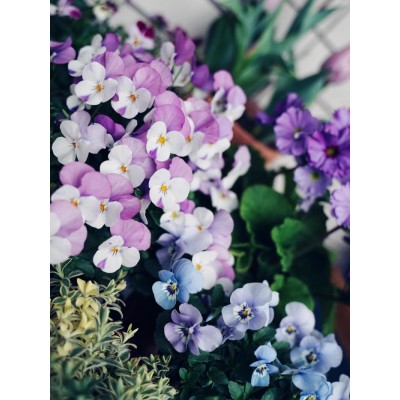 天狼 角堇花苗盆栽草本植物花卉新手易养易爆盆油画角堇图5