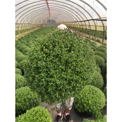 带花苞菊花盆栽菊花苗九月菊千头菊四季球菊四季开花室内花卉植物图2
