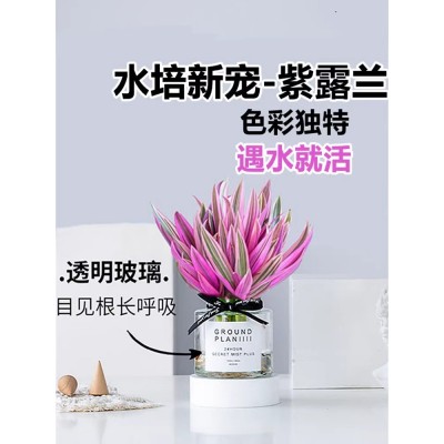 紫露兰水培绿植物吊兰小盆栽室内办公室桌面花卉油画婚礼四季好养图2