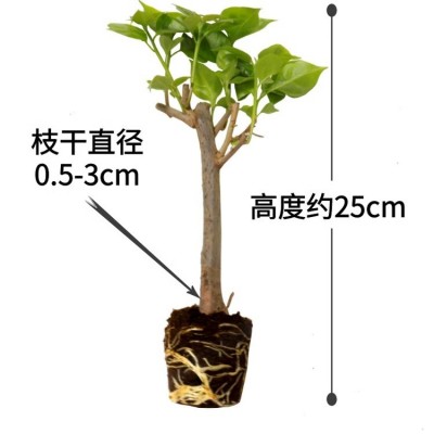 新品种三角梅盆栽小苗室内阳台庭院好养花卉四季开花不断爬藤植物图4