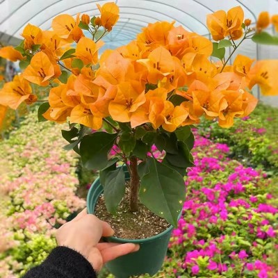 新品种三角梅盆栽小苗室内阳台庭院好养花卉四季开花不断爬藤植物图2