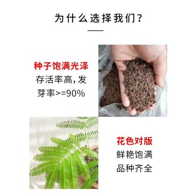 幼儿园植物小盆栽彩虹含羞草盆栽室内趣味花卉四季害羞草阳台植物图5