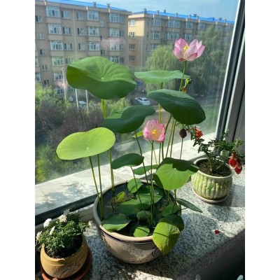 水培植物碗莲花卉室内花好养四季开花种子籽水养荷花盆栽客厅睡莲图2