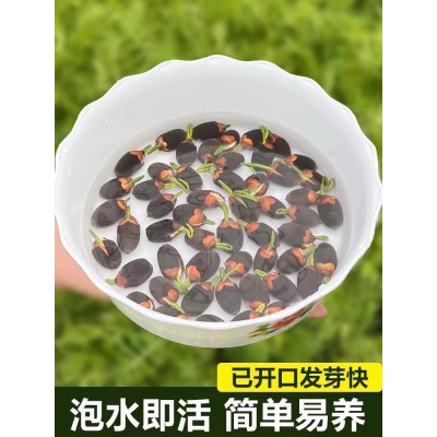 水培植物碗莲花卉室内花好养四季开花种子籽水养荷花盆栽客厅睡莲图5
