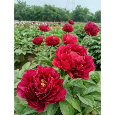 观赏重瓣芍药花苗种根带芽阳台盆栽四季开花耐寒庭院牡丹花卉植物图2