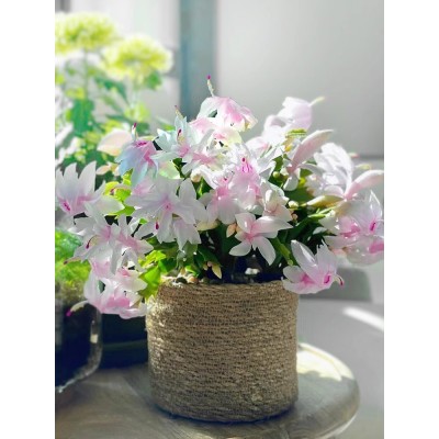 白玛丽白色蟹爪兰花卉植物室内花好养带花苞多色开花不断白雪塔图2
