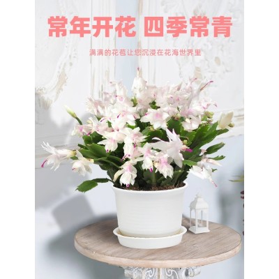 白玛丽白色蟹爪兰花卉植物室内花好养带花苞多色开花不断白雪塔图5
