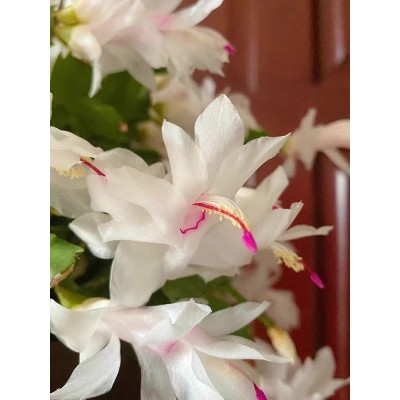 白玛丽白色蟹爪兰花卉植物室内花好养带花苞多色开花不断白雪塔图4
