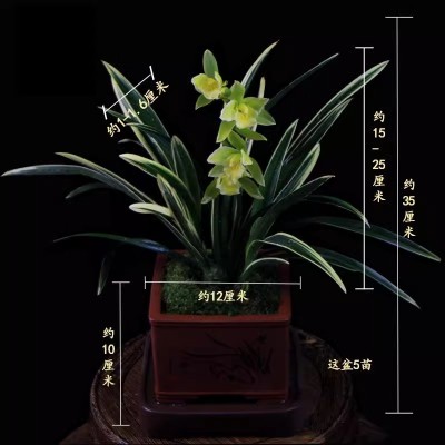 四季金边兰花苗 浓香型室内 金凤冠 四季花卉植物盆栽图2