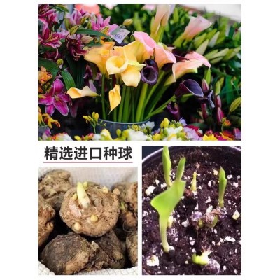 四季种易活开花不断荷兰进口彩色马蹄莲种球阳台室内盆栽花卉大球图2
